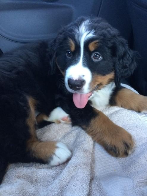 Adorabili cuccioli, l'album della tenerezza