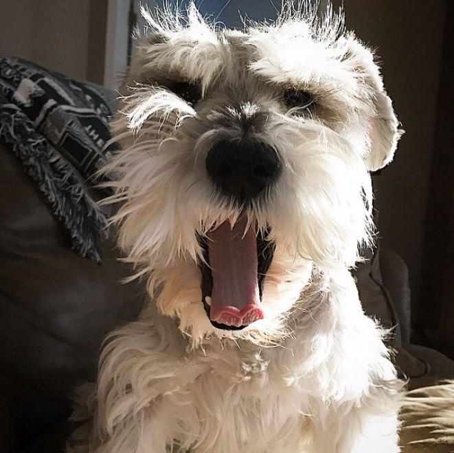 Adorabili cuccioli, l'album della tenerezza