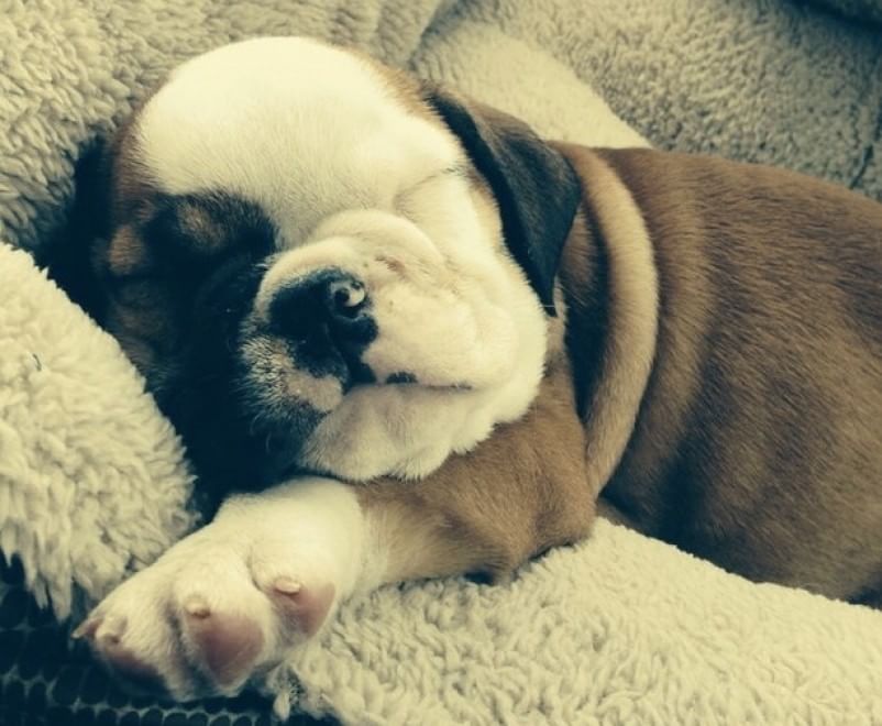 Adorabili cuccioli, l'album della tenerezza