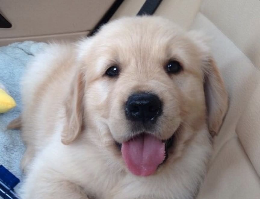 Adorabili cuccioli, l'album della tenerezza