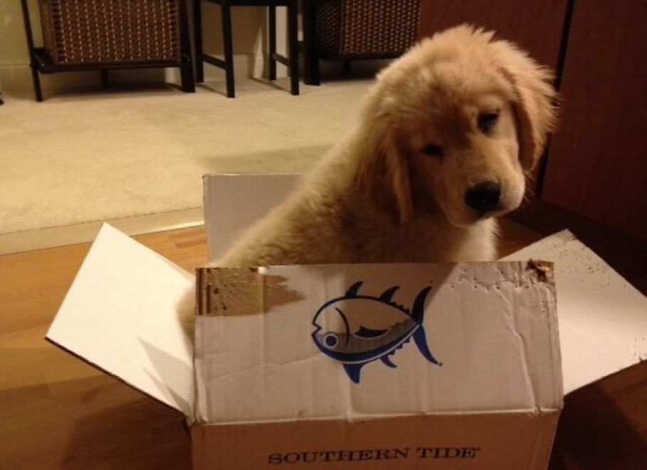 Adorabili cuccioli, l'album della tenerezza