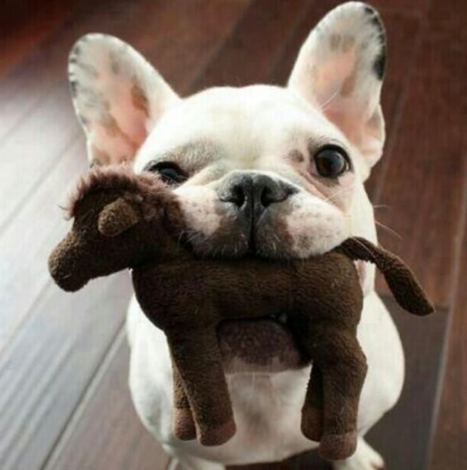 Adorabili cuccioli, l'album della tenerezza