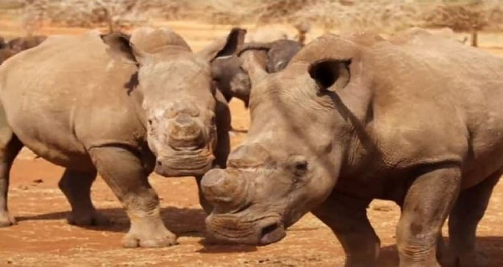 Le specie a rischio estinzione nel 2015