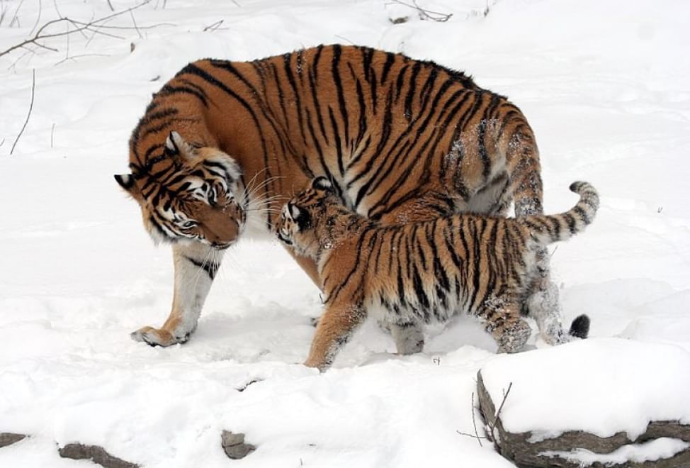 Le specie a rischio estinzione nel 2015