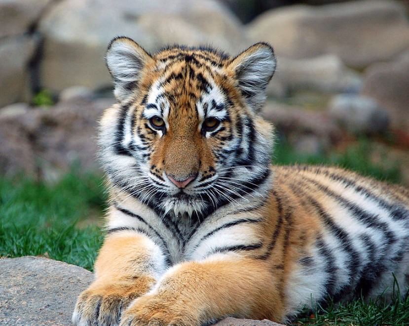 Le specie a rischio estinzione nel 2015