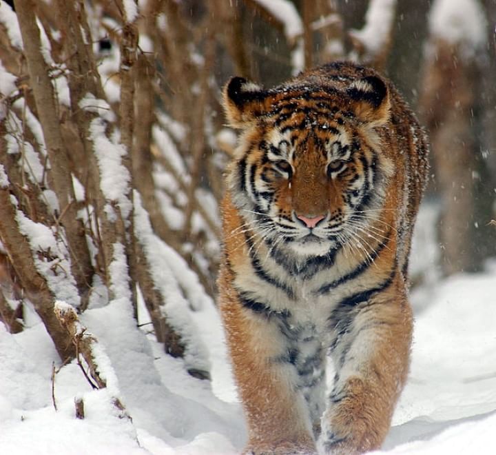 Le specie a rischio estinzione nel 2015