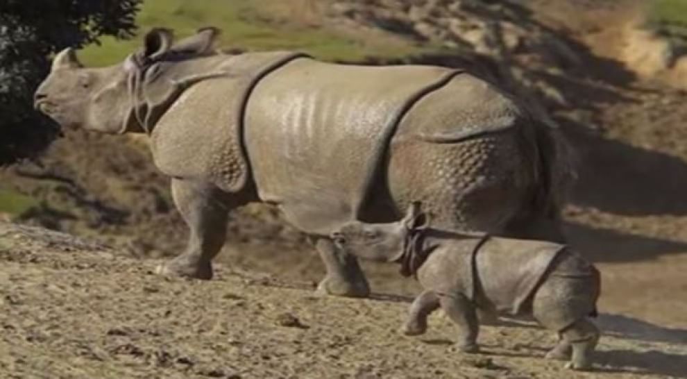 Le specie a rischio estinzione nel 2015