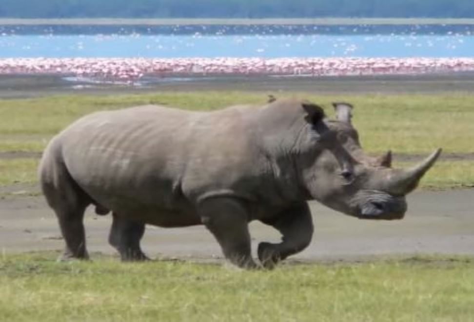 Le specie a rischio estinzione nel 2015