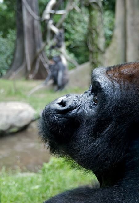 Le specie a rischio estinzione nel 2015