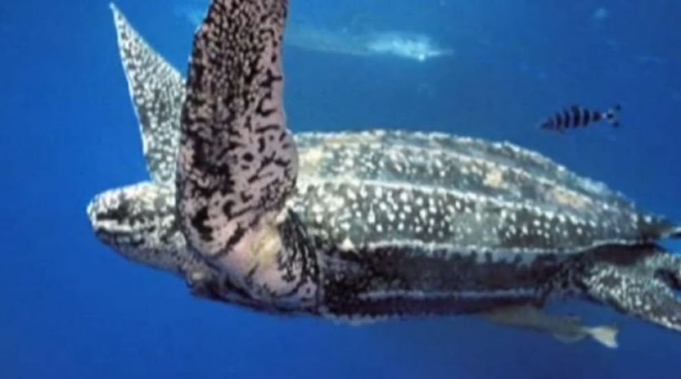 Le specie a rischio estinzione nel 2015