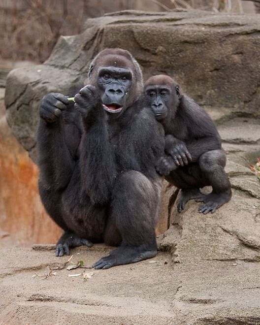 Le specie a rischio estinzione nel 2015