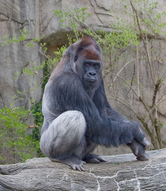 Le specie a rischio estinzione nel 2015