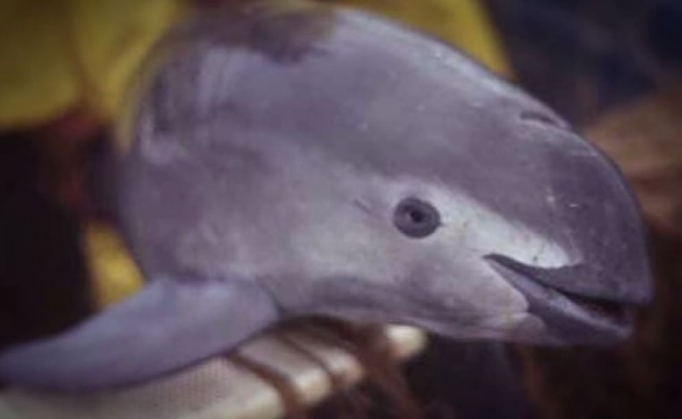 Le specie a rischio estinzione nel 2015