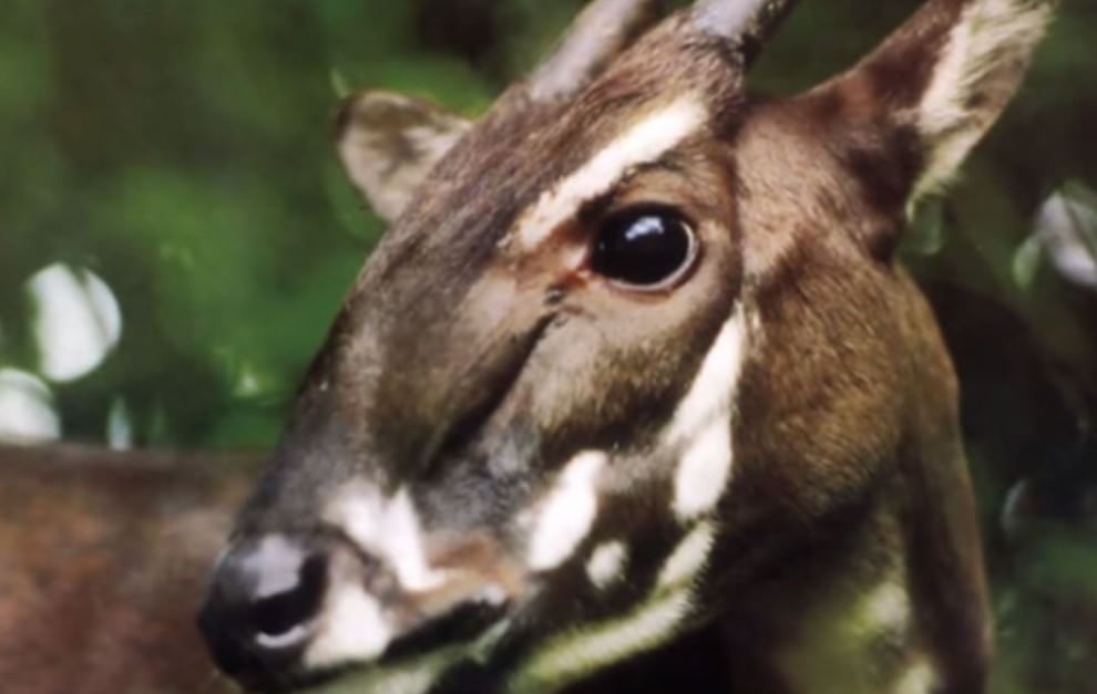 Le specie a rischio estinzione nel 2015