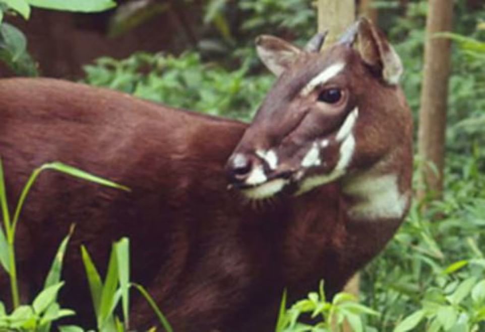 Le specie a rischio estinzione nel 2015