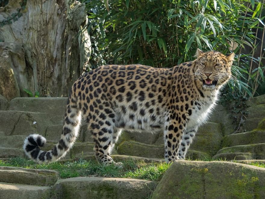Le specie a rischio estinzione nel 2015