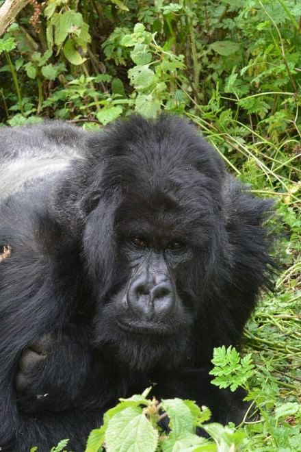 Le specie a rischio estinzione nel 2015