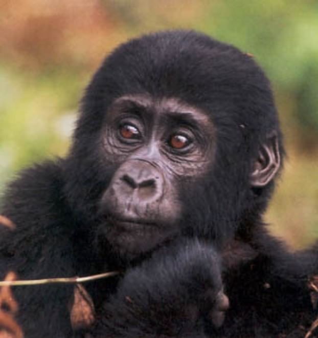 Le specie a rischio estinzione nel 2015