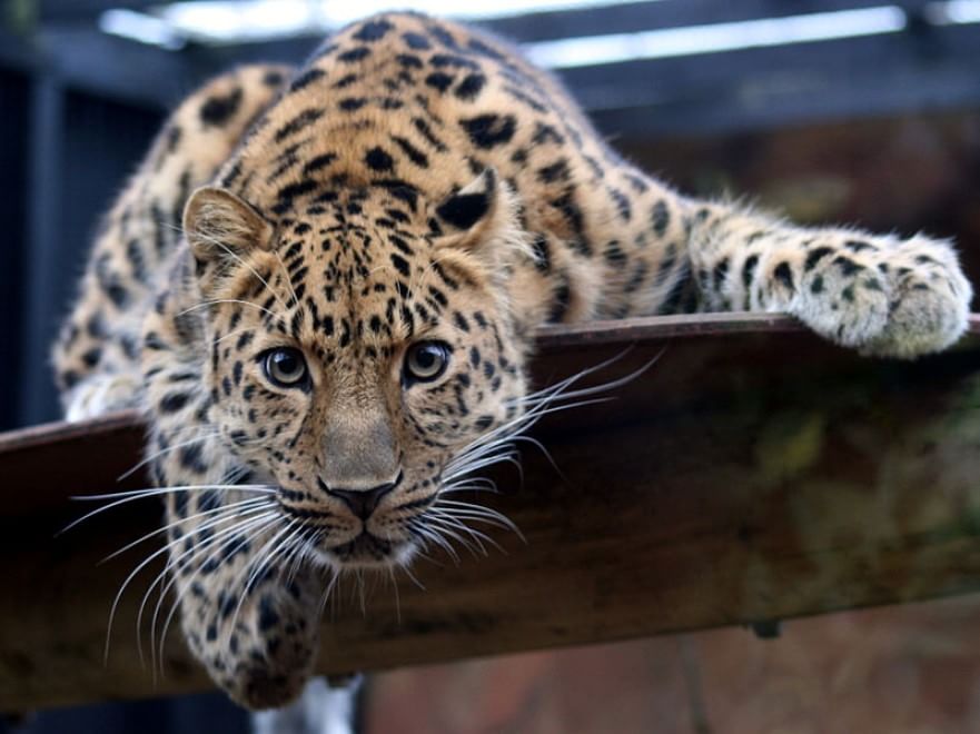 Le specie a rischio estinzione nel 2015