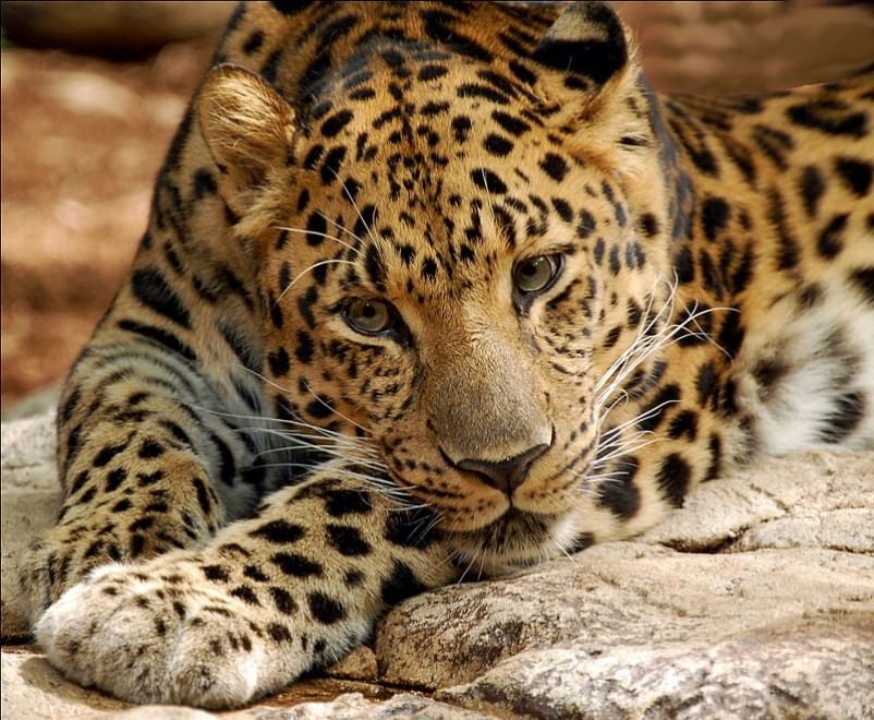 Le specie a rischio estinzione nel 2015