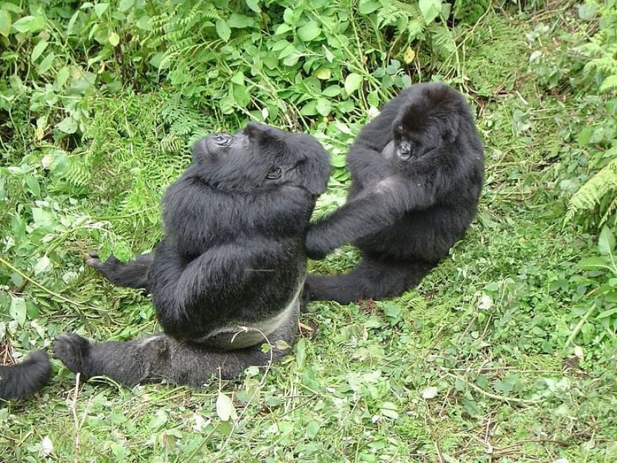 Le specie a rischio estinzione nel 2015