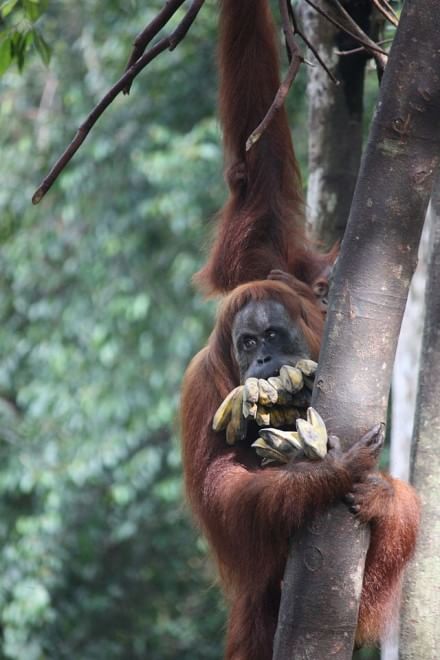 Le specie a rischio estinzione nel 2015