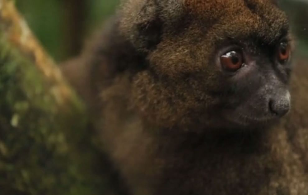 Le specie a rischio estinzione nel 2015