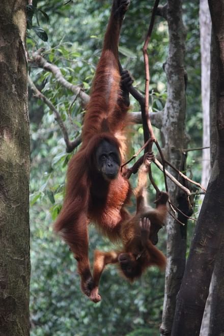 Le specie a rischio estinzione nel 2015