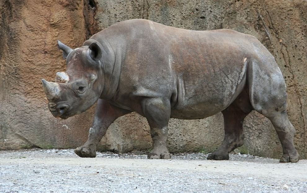 Le specie a rischio estinzione nel 2015