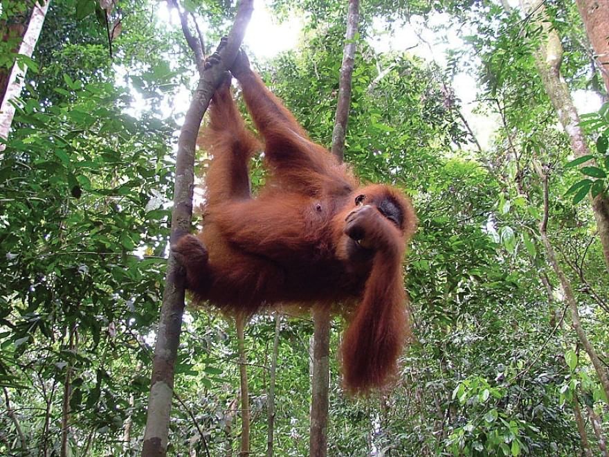 Le specie a rischio estinzione nel 2015