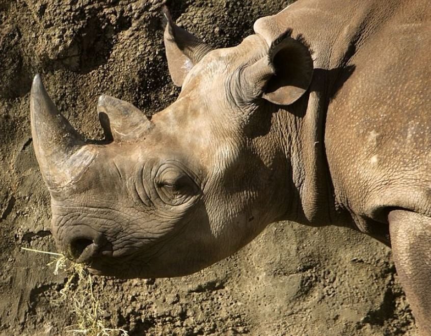 Le specie a rischio estinzione nel 2015