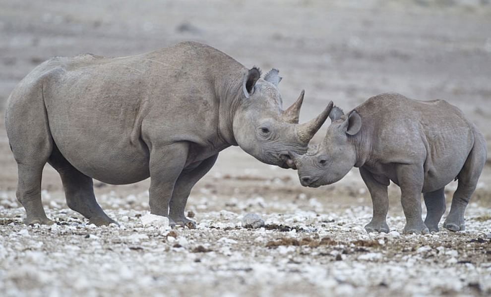 Le specie a rischio estinzione nel 2015