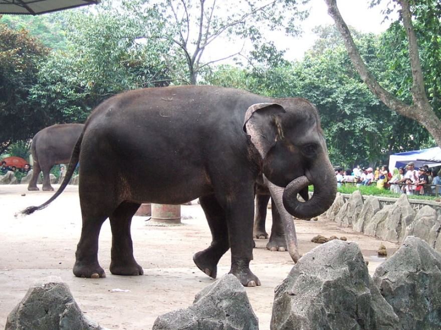 Le specie a rischio estinzione nel 2015