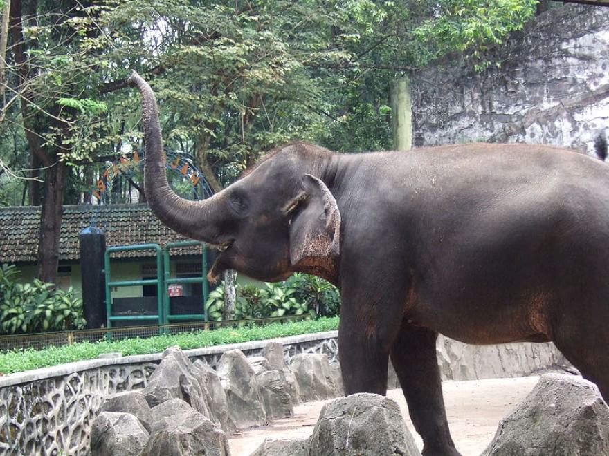 Le specie a rischio estinzione nel 2015