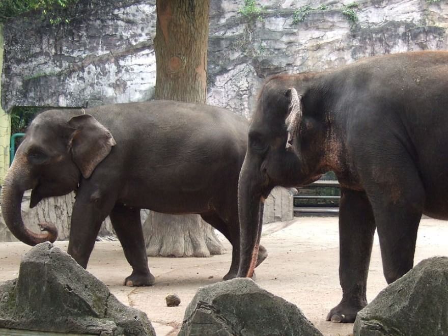 Le specie a rischio estinzione nel 2015