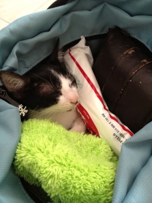 Gatti campioni di pigrizia, i posti più assurdi dove riescono a dormire  