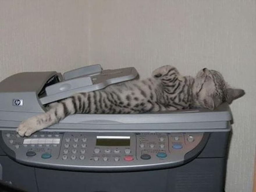 Gatti campioni di pigrizia, i posti più assurdi dove riescono a dormire  