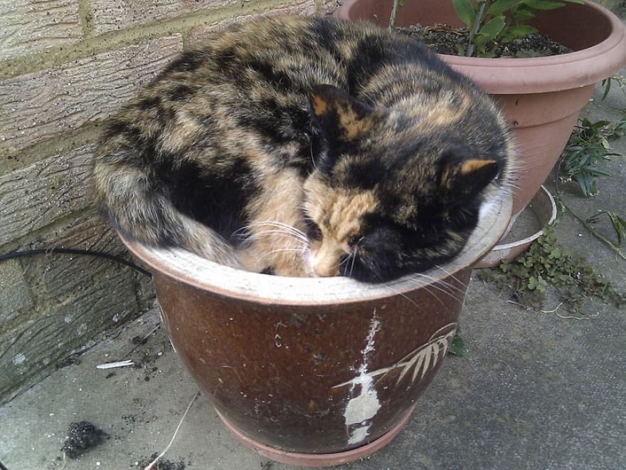 Gatti campioni di pigrizia, i posti più assurdi dove riescono a dormire  