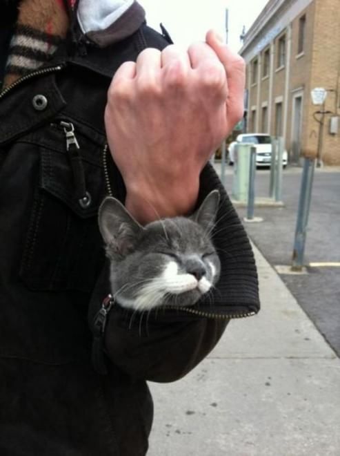Gatti campioni di pigrizia, i posti più assurdi dove riescono a dormire  