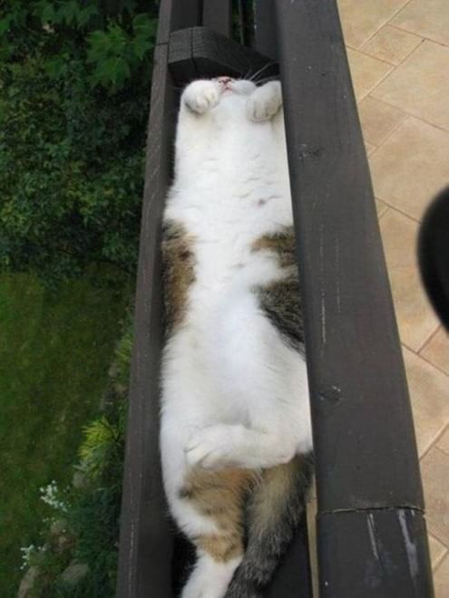 Gatti campioni di pigrizia, i posti più assurdi dove riescono a dormire  