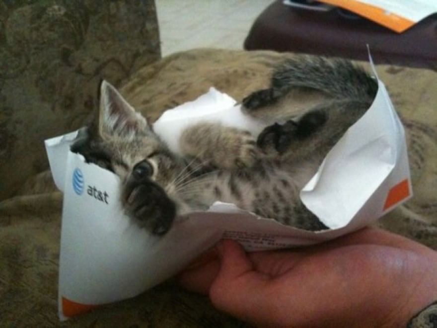 Gatti campioni di pigrizia, i posti più assurdi dove riescono a dormire  