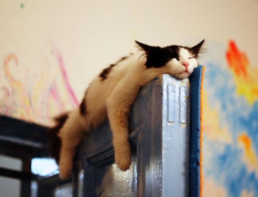 Gatti campioni di pigrizia, i posti più assurdi dove riescono a dormire  