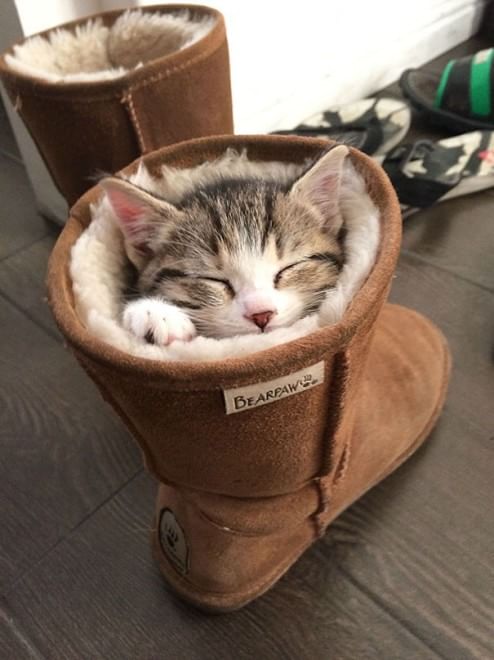 Gatti campioni di pigrizia, i posti più assurdi dove riescono a dormire  