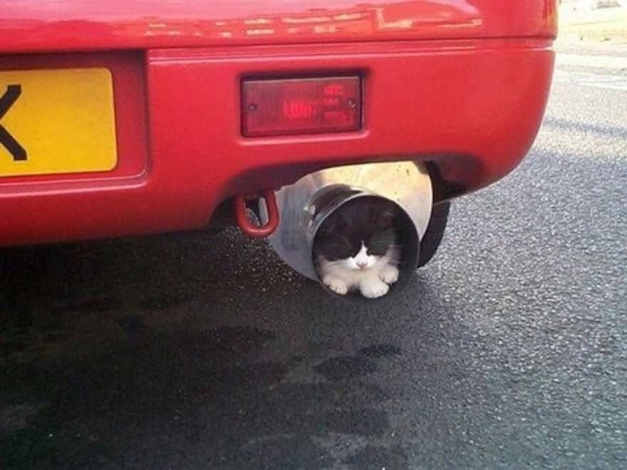 Gatti campioni di pigrizia, i posti più assurdi dove riescono a dormire  