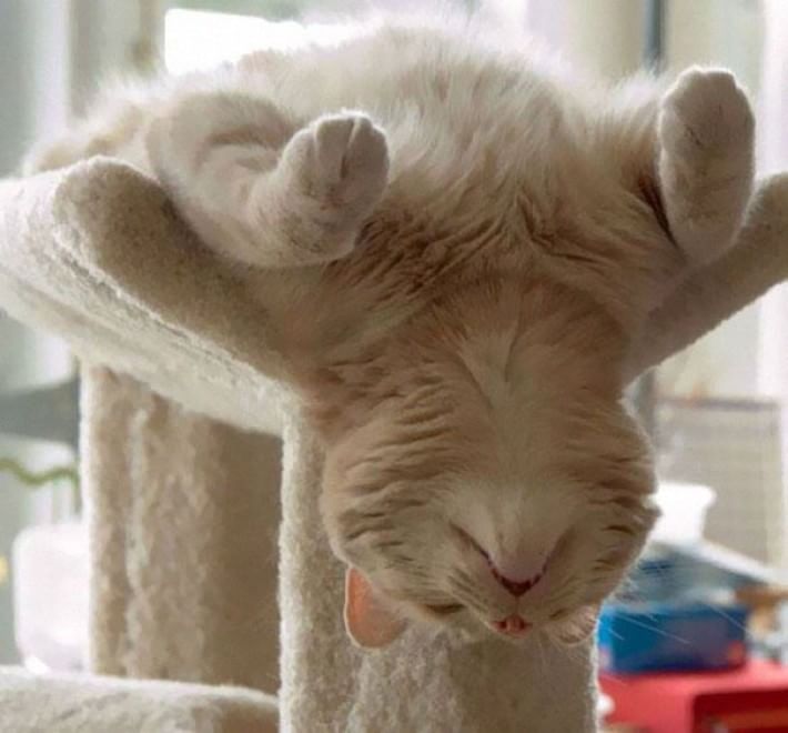 Gatti campioni di pigrizia, i posti più assurdi dove riescono a dormire  