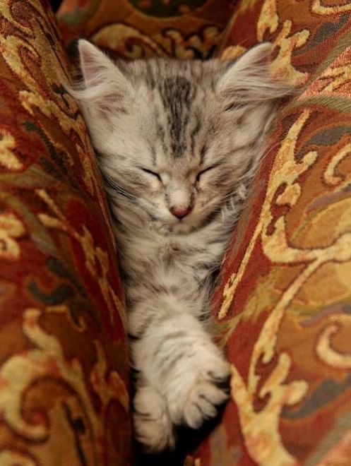 Gatti campioni di pigrizia, i posti più assurdi dove riescono a dormire  
