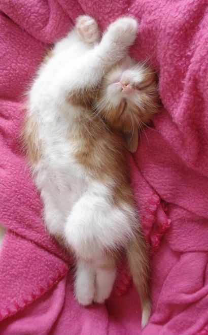 Gatti campioni di pigrizia, i posti più assurdi dove riescono a dormire  