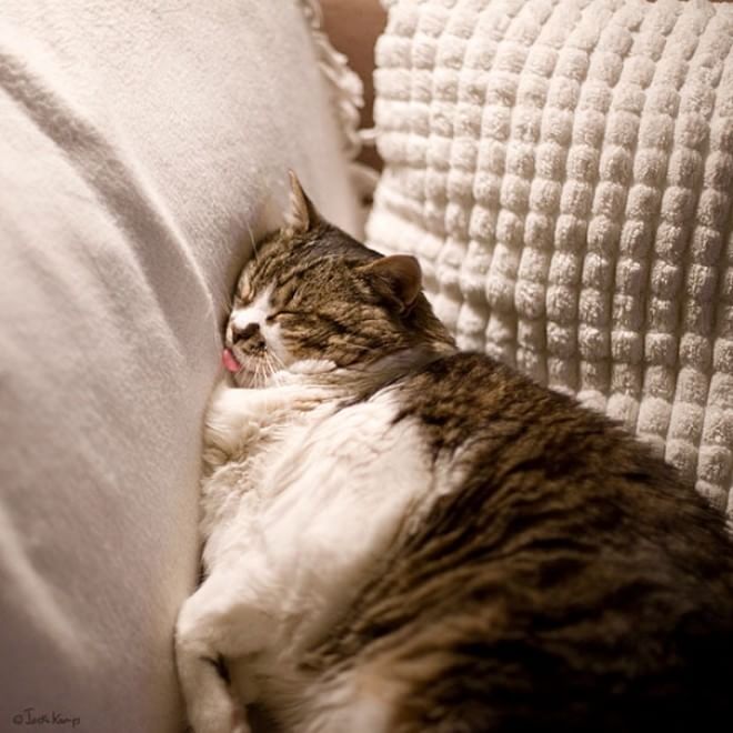 Gatti campioni di pigrizia, i posti più assurdi dove riescono a dormire  
