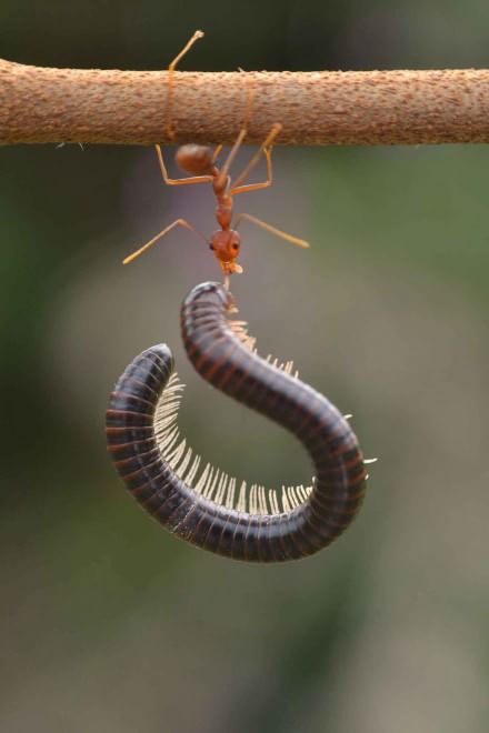 Borneo, l'insetto è un culturista: la formica contro il centipede