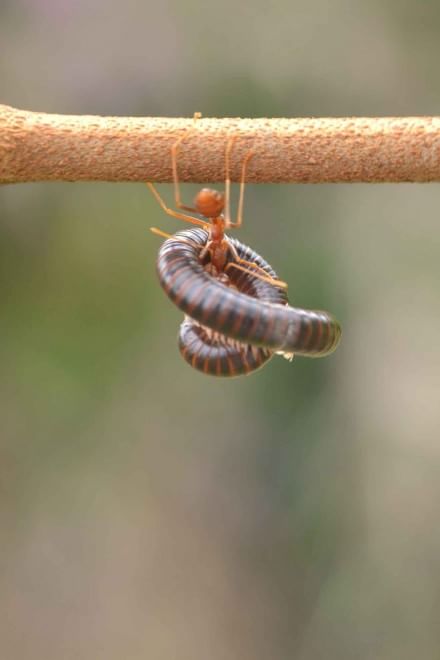 Borneo, l'insetto è un culturista: la formica contro il centipede